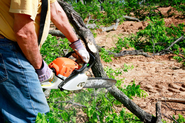 Tree Branch Trimming in Greensburg, KY